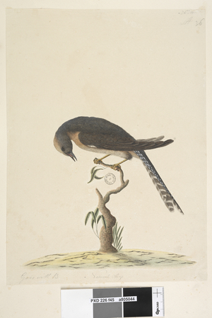 Page 45. Natural size. at upper right in different hand A at lower left Goes with B i.e. f.44 Fan, Tailed Cuckoo Cacomantis pyrrhophanus, 1791-92 (w/c)