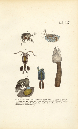 Freshwater Crustaceans and Shell-bearing Microorganisms, 1850 (lithography)