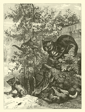Mother Tabbyskins (engraving)