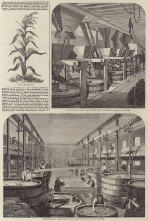 Brown and Polson's Patent Corn Flour (engraving)