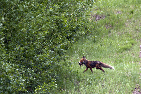 Renard roux