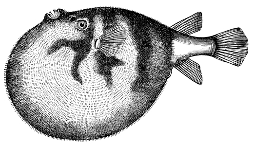Pufferfish
