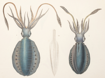 Bigfin reef squid, 1835–1848 (Plate)