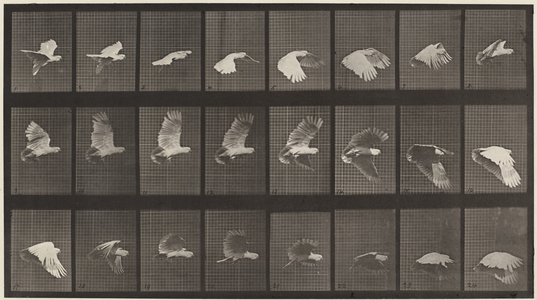Plate Number 758. Cockatoo flying, 1887 (collotype)