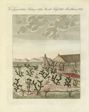Collecting cochenilles (coloured engraving)