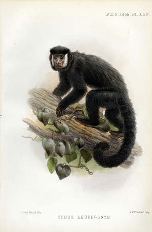 White-fronted Capuchin Monkey (print)