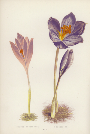 Crocus Nudiflorus; C Speciosus (colour litho)
