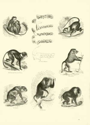 Page from The Pictorial Museum of Animated Nature (engraving)