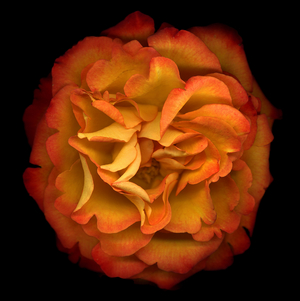 Jean Giono Rose, 2003 (photo)