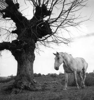 Sadness (b/w photo) 