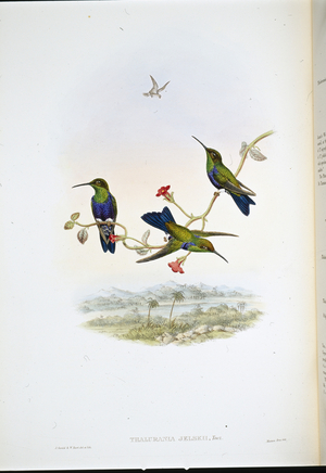 Jelski's Wood-nymph (Thalurania Jelskii) (hand-coloured litho)