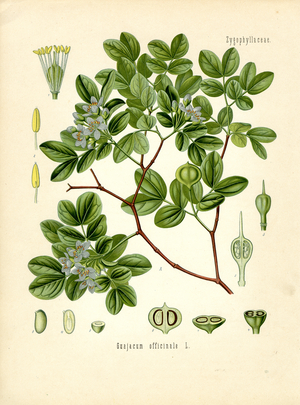 Guajacum (colour litho)