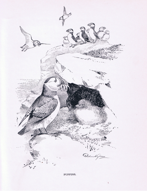Puffin and chick (litho)