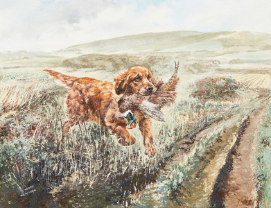 Retrieving Pheasant (oil on canvas)