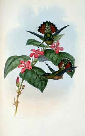 Allied Hermit (Glaucis Affinis) 1861 (lithograph)
