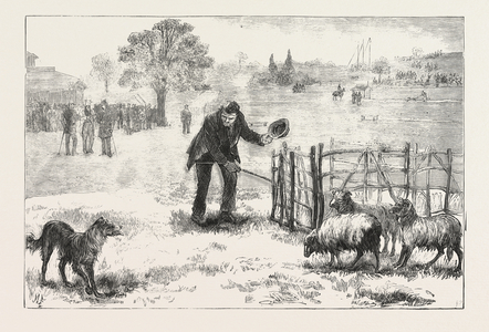 The Collie Dog Trials at the Alexandra Palace,  Penning the Sheep, Engraving 1876, UK