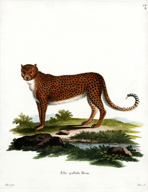 Cheetah (coloured engraving)