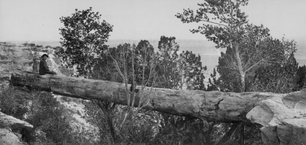 Petrified log near Adamana (b/w photo)