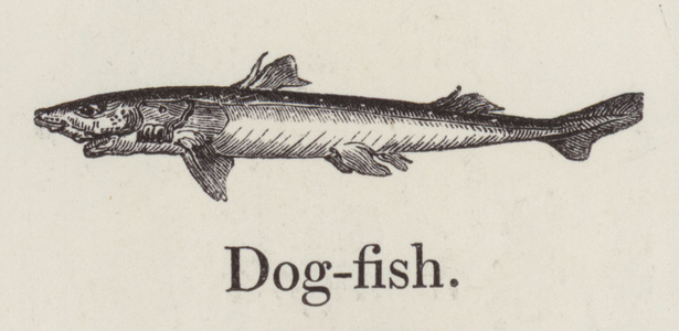 Dogfish (engraving)