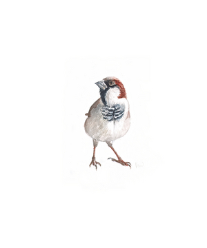 Male Sparrow III, 2022, (watercolour painting)