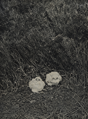 Nestling merlins (b/w photo)