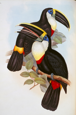 Ramphastos vitellinus culminatus