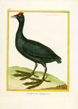Red-knobbed Coot from Madagascar (print)
