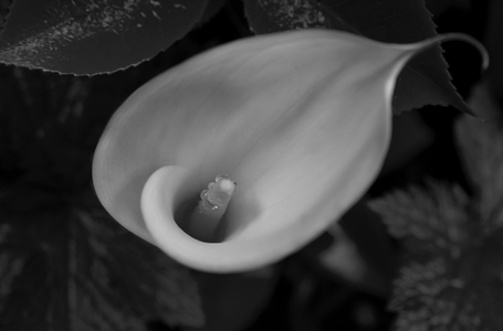 Calla lily (b/w photo)