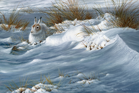 Mountain Hare, 2022 (acrylic)
