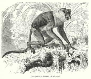 Proboscis monkey (engraving)