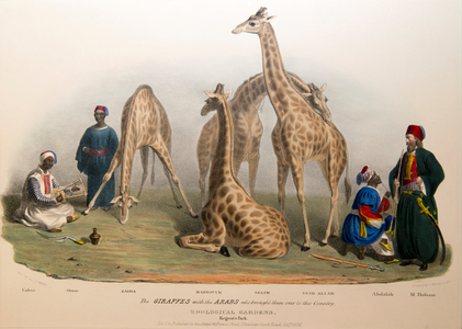 The Giraffes with the Arabs, 1836 (colour litho)