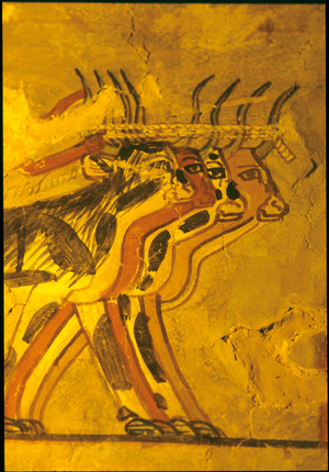 Ancient Egypt, Wall painting, Tomb of Sennufer, Tomb of the Nobles, Thebes, 18th dynasty, Cow brought for sacrifice (photo)