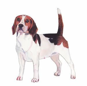 Beagle, 2011 (watercolour & gouache on paper)