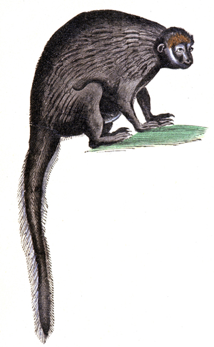 Marmoset, 1648 (engraving)