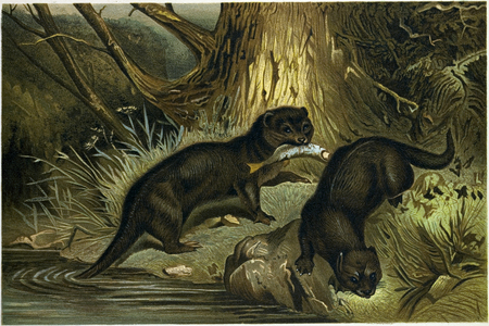 European Otter