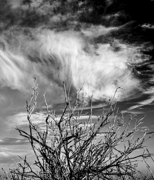 Whispering Sky, 2013 (photo)