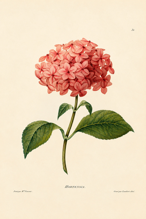 Hydrangea Blossom with Green Leaves (engraving)