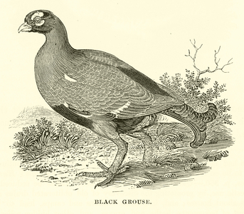 Black Grouse (engraving)