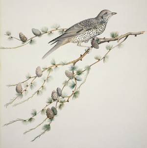 Turdus viscivorus