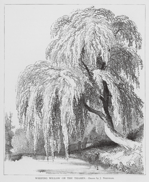 Weeping Willow on the Thames (litho)
