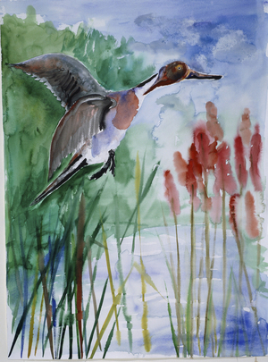 Pintail Duck