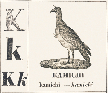 K for Kamichi, 1850 (engraving)