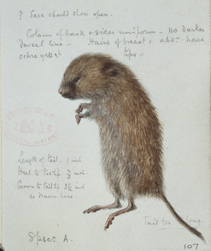 Microtus agrestis, Field vole, from a collection of pencil sketches and watercolour drawings of British mammals, c.1890-1910 (watercolour & pencil on paper)