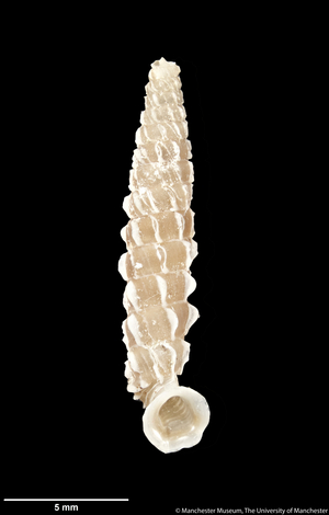 Brachypodella nidicostata, 1920 (shell)