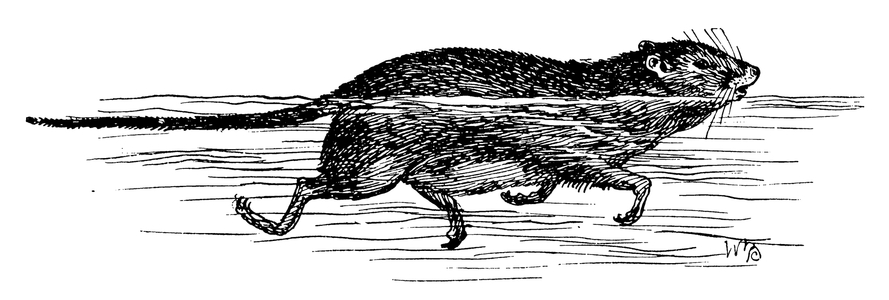rat, swimming