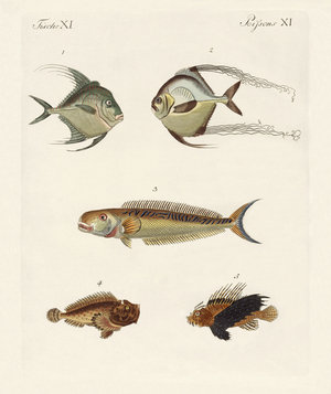 East Indian fish (coloured engraving)