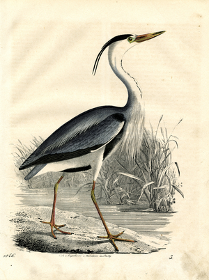 Grey Heron by the Water (hand-coloured litho)
