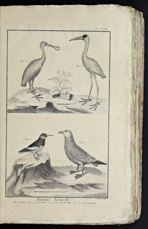 Recueil de planches, sur les sciences, les arts libéraux, et les arts méchaniques, avec leur explication by Diderot, Denis, 1762 (print)
