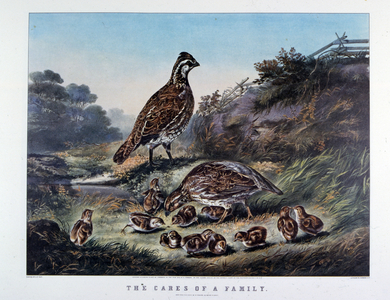 The Cares of a Family, 1855 (lithograph)