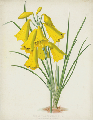 The Yellow Blandfordia, Blandfordia Flava (chromolitho)